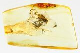 Detailed Fossil True Midge (Chironomidae) Laying Eggs in Baltic Amber #381495-1